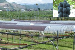 Fruit tree cultivation test site